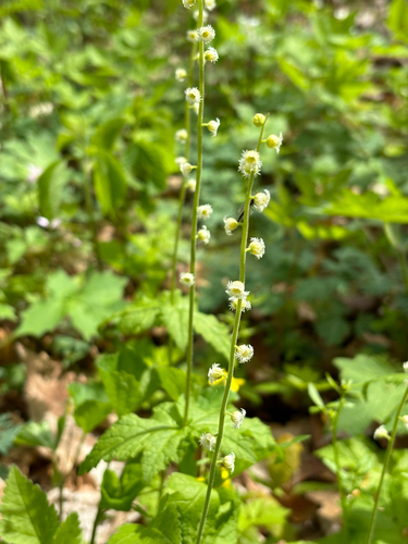 iNaturalist observation photo of twoleaf miterwort