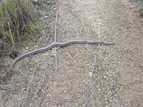 Coastal Rosy Boa