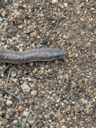 Coastal Rosy Boa