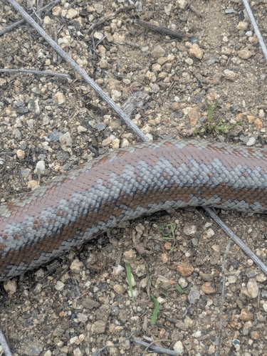 Coastal Rosy Boa