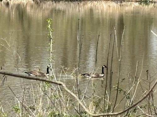iNaturalist observation photo of Canada Goose