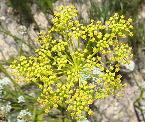Image of Notobubon ferulaceum by (c) Nicola van Berkel, some rights reserved (CC BY-SA)
