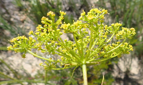 Image of Notobubon ferulaceum by (c) Nicola van Berkel, some rights reserved (CC BY-SA)