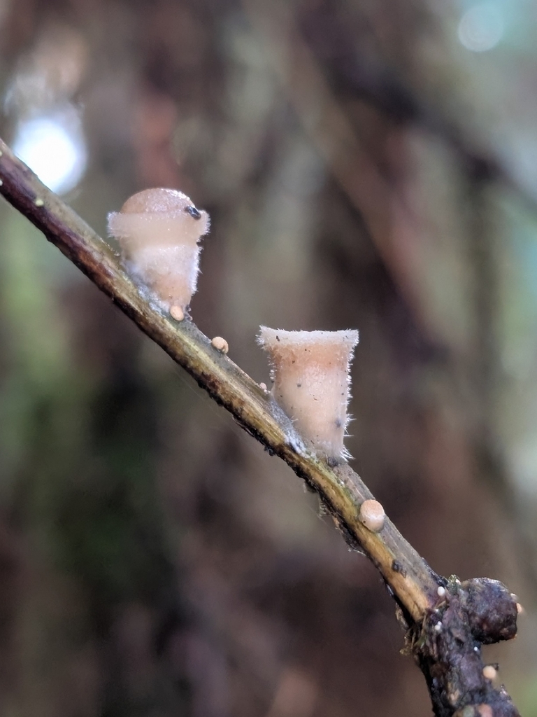 Nidula niveotomentosa · February 2026 · photo: © criminy (iNaturalist, cc-by)