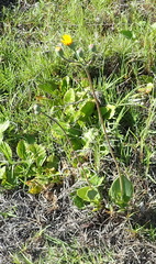 Senecio ruwenzoriensis