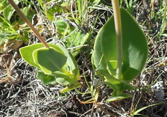 Senecio ruwenzoriensis