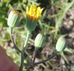 Senecio ruwenzoriensis