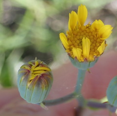 Senecio ruwenzoriensis