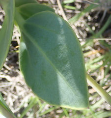 Senecio ruwenzoriensis