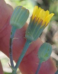 Senecio ruwenzoriensis