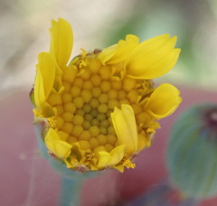 Senecio ruwenzoriensis