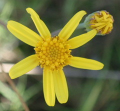 Senecio ruwenzoriensis