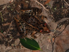 Lithobates brownorum