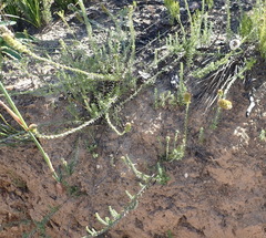 Stoebe phyllostachya