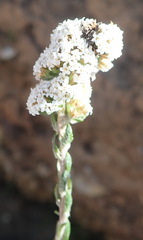 Stoebe phyllostachya