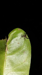 Tauala lepidus