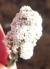 Stoebe phyllostachya