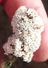 Stoebe phyllostachya