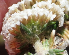 Stoebe phyllostachya