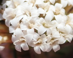 Stoebe phyllostachya