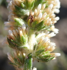 Stoebe phyllostachya
