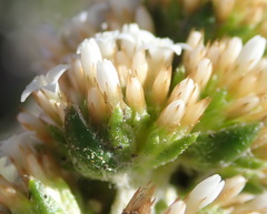 Stoebe phyllostachya