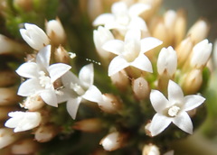 Stoebe phyllostachya