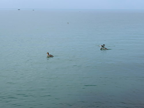 iNaturalist observation photo of Red-breasted Merganser