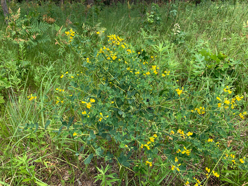 iNaturalist observation photo of eastern wild indigo