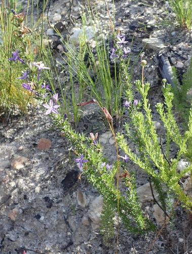 Image of Theilera guthriei by (c) Nicola van Berkel, some rights reserved (CC BY-SA)