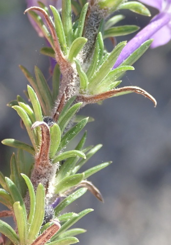 Image of Theilera guthriei by (c) Nicola van Berkel, some rights reserved (CC BY-SA)