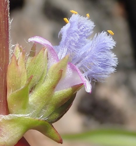 Cyanotis speciosa (Cyanotis speciosa)