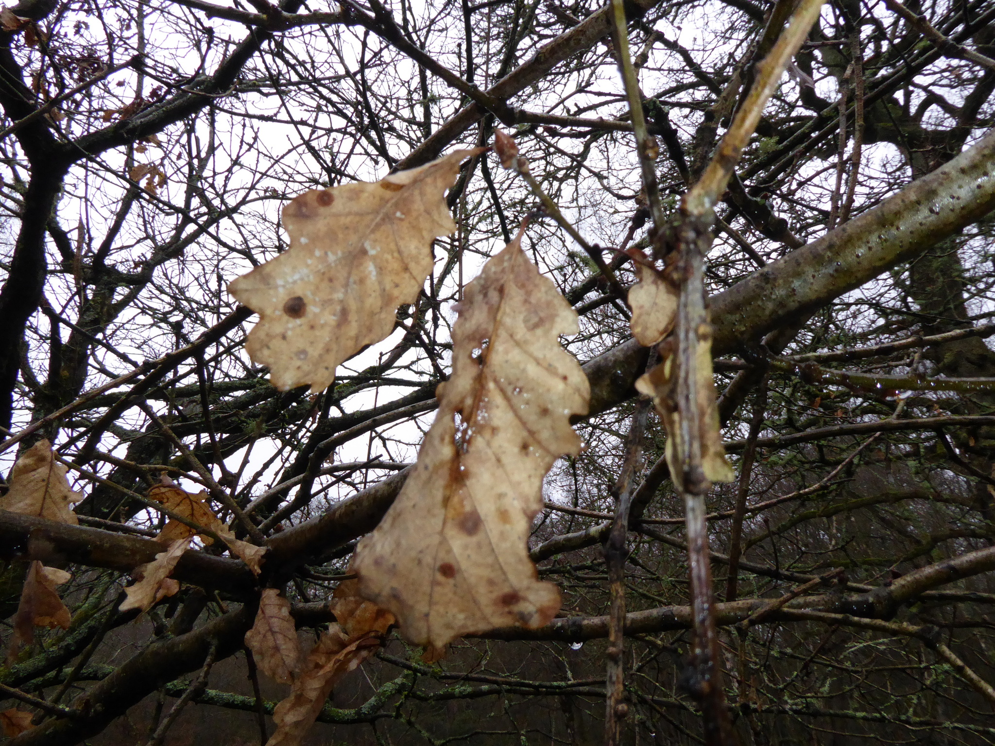 Imagem de Quercus petraea