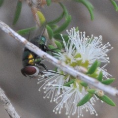 Chrysomya rufifacies