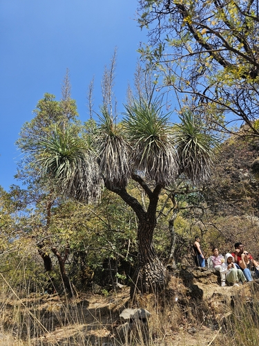 Mexican Grass Tree (Nolina parviflora)