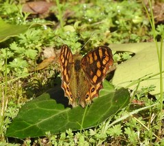 Pararge aegeria