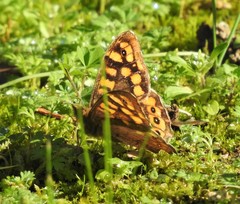 Pararge aegeria
