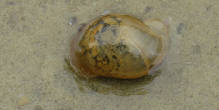 Ampullaceana balthica