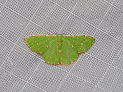 Argyrocosma inductaria