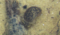 Ampullaceana balthica