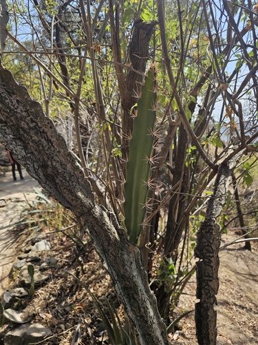 Disocactus speciosus, photograph 1