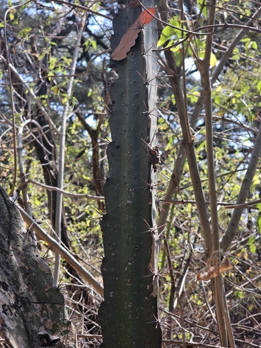 Disocactus speciosus, photograph 2