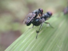 Diptera