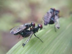 Diptera