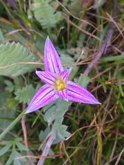 Romulea ramiflora ramiflora