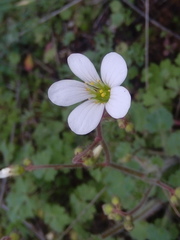 Saxifraga granulata