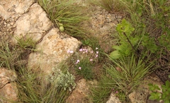 Dianthus basuticus basuticus