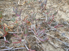 Lampranthus sociorum