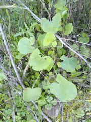Rumex induratus