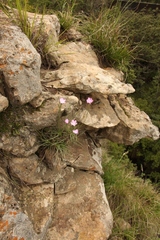 Dianthus basuticus basuticus